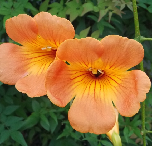 �������̖݂�