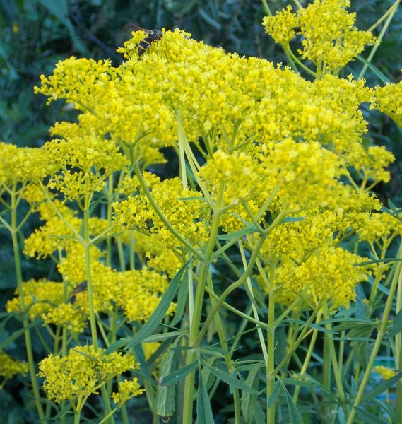 �������̖݂�