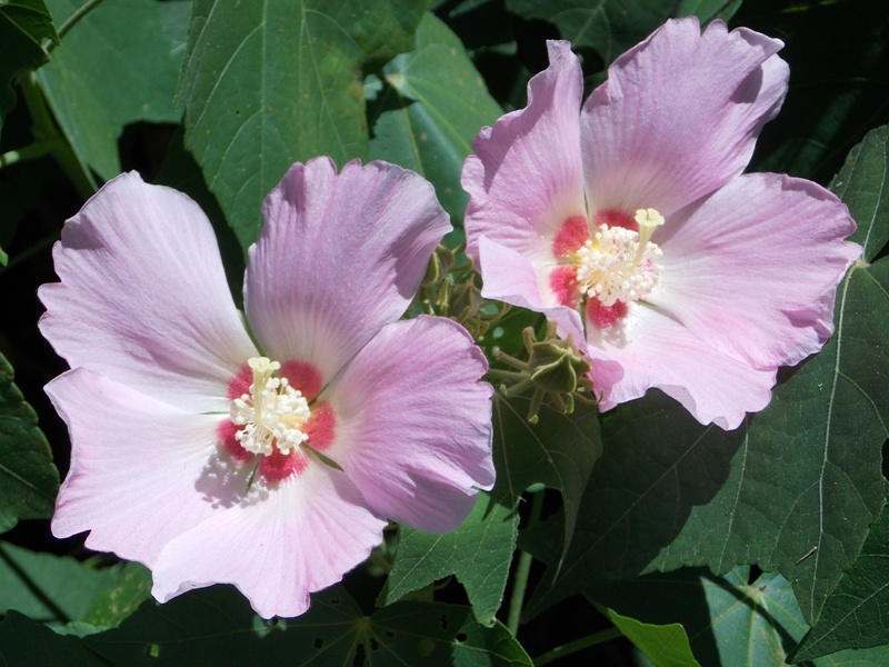 �������̖݂�