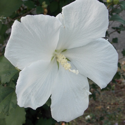 �������̖݂�