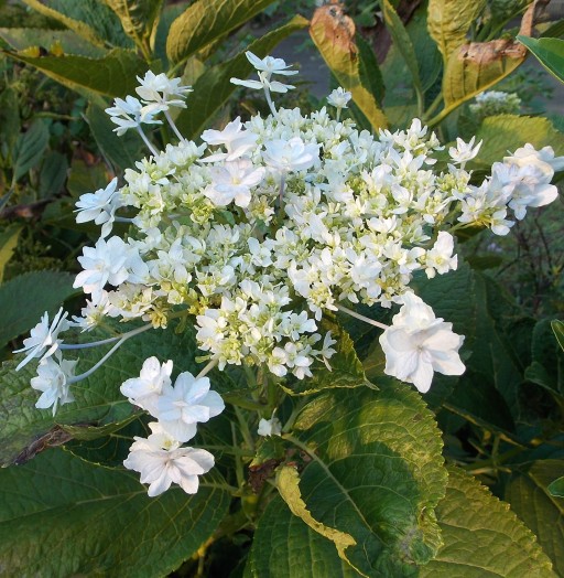 �������̖݂�