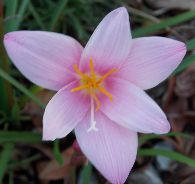 �������̖݂�