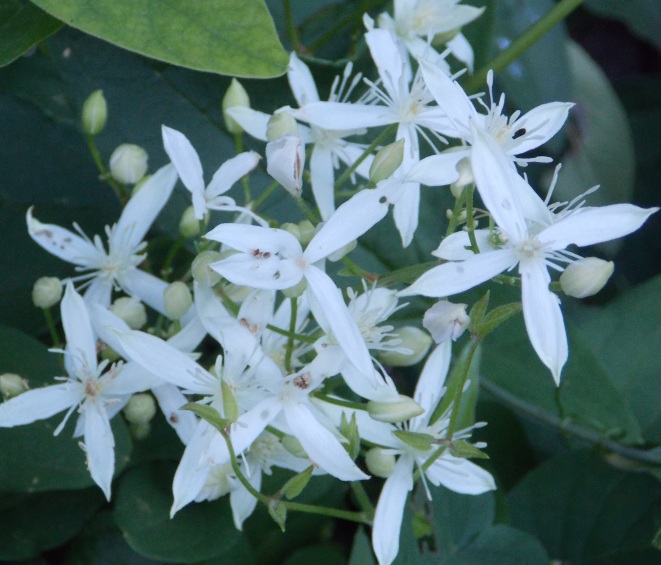 �������̖݂�