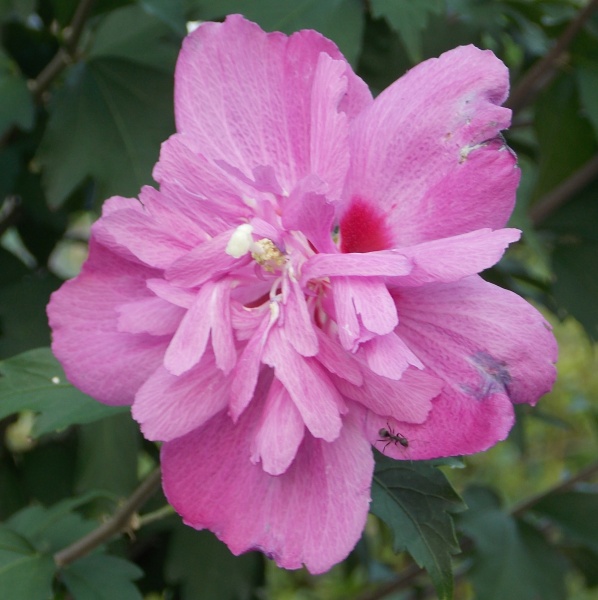 �������̖݂�