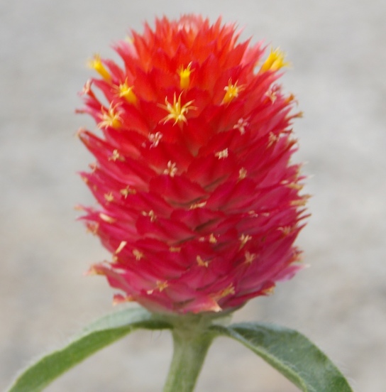 �������̖݂�