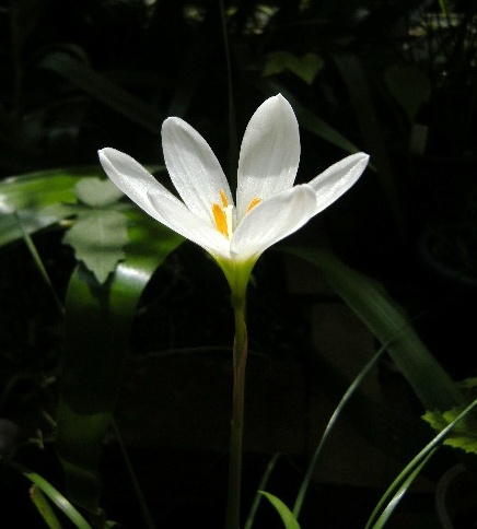 �������̖݂�