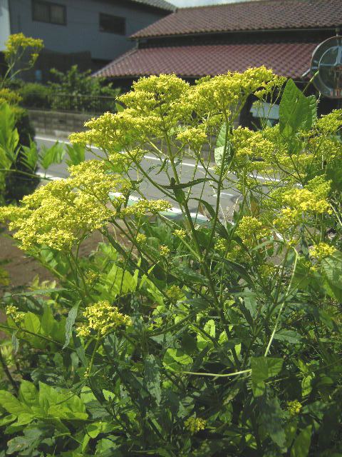 �������̖݂�