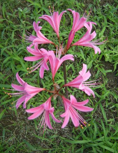 �������̖݂�