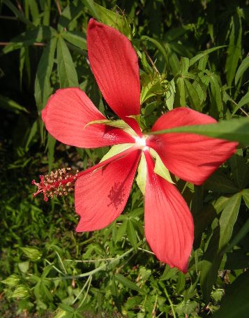 �������̖݂�