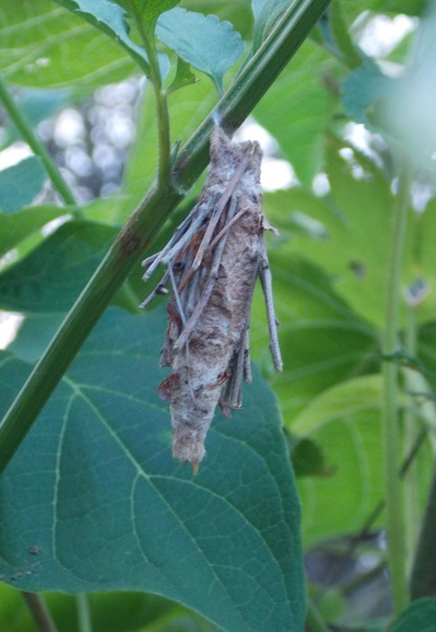 �������̖݂�