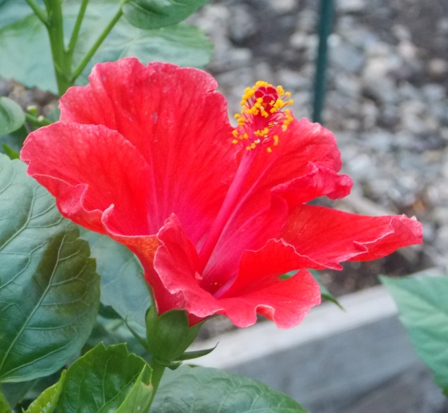 �������̖݂�