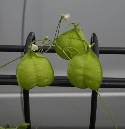 �������̖݂�