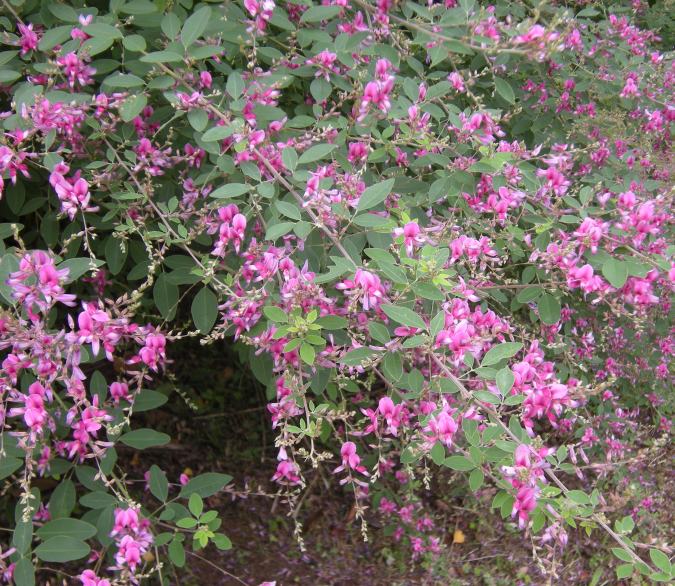 �������̖݂�