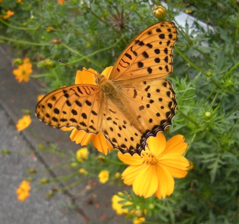 �������̖݂�