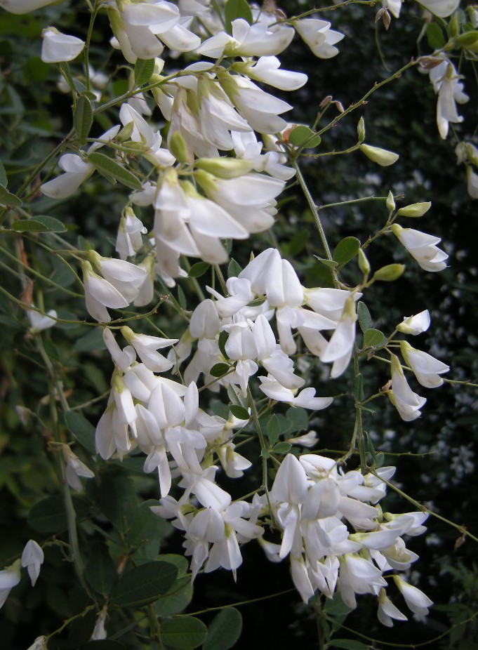 �������̖݂�