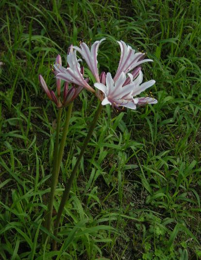 �������̖݂�