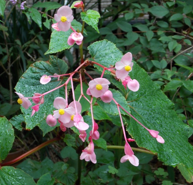 �������̖݂�