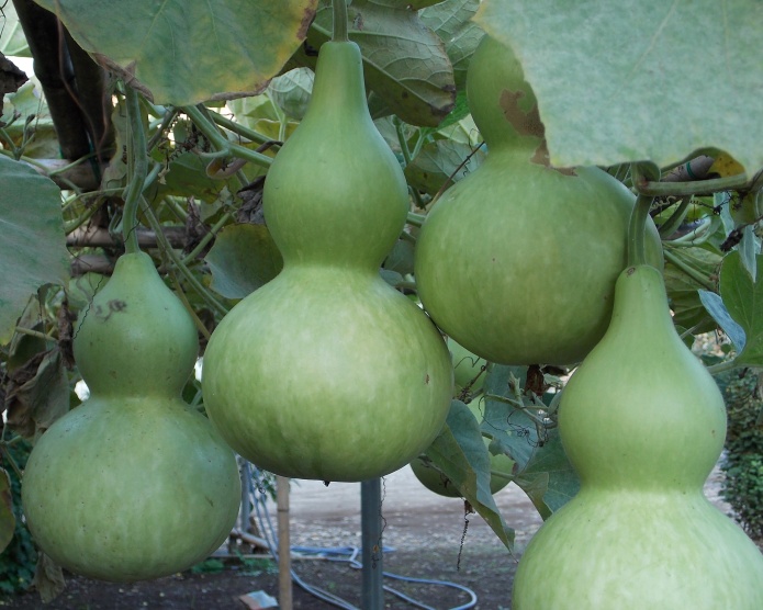 �������̖݂�