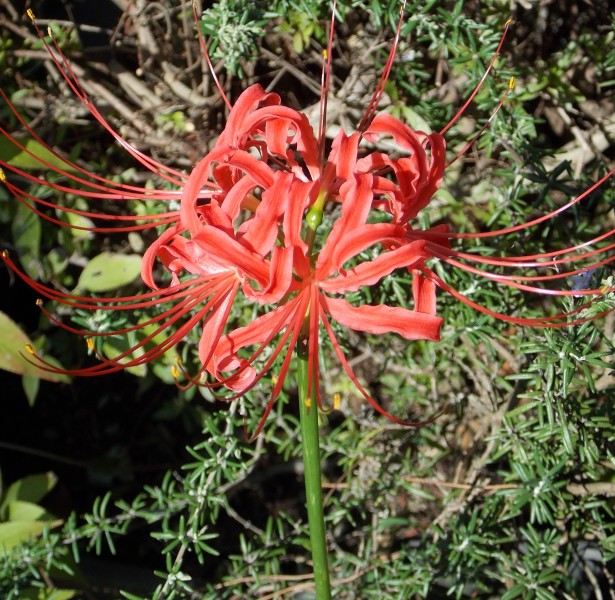 �������̖݂�