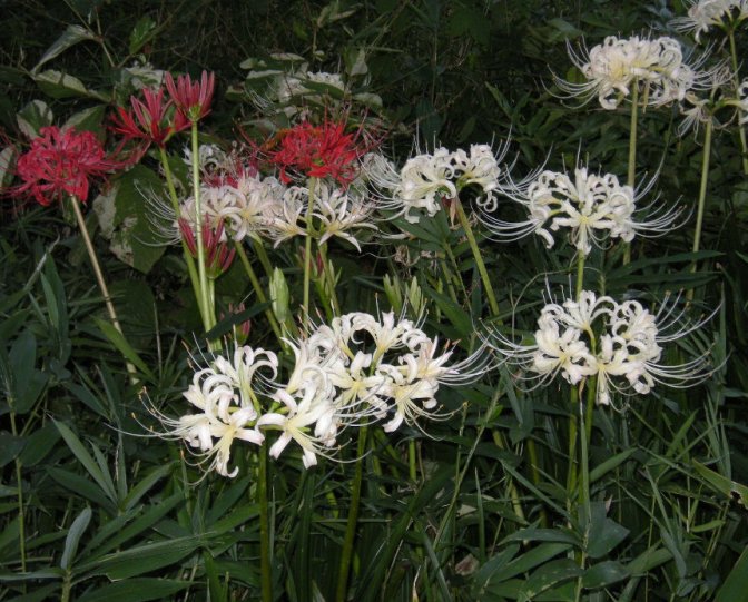 �������̖݂�