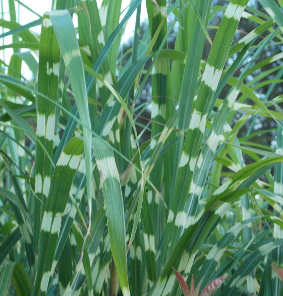 �������̖݂�