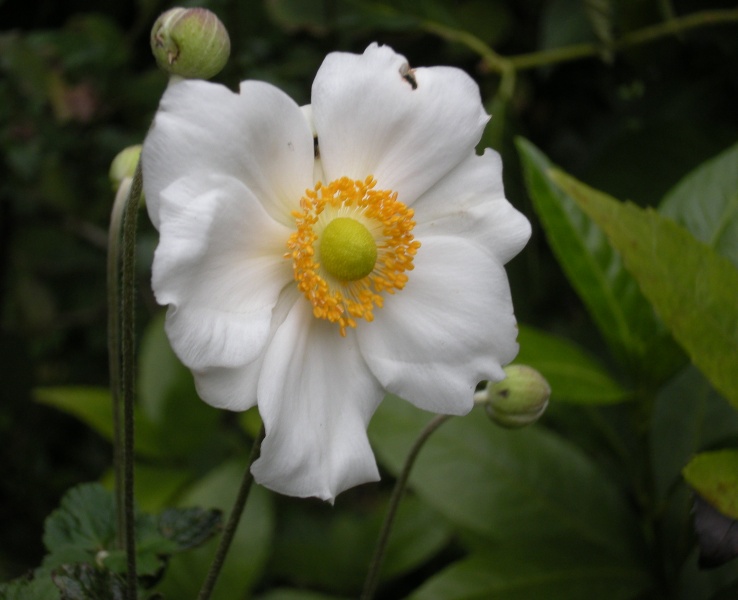 �������̖݂�