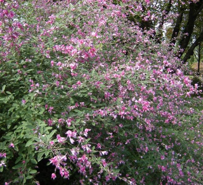 �������̖݂�