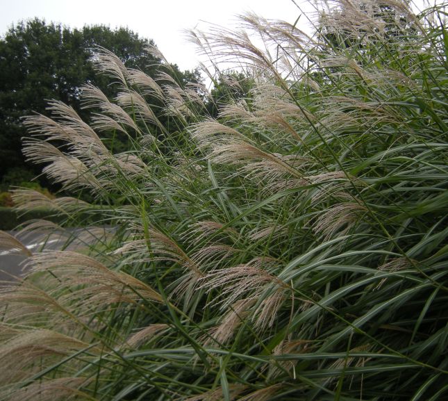 �������̖݂�