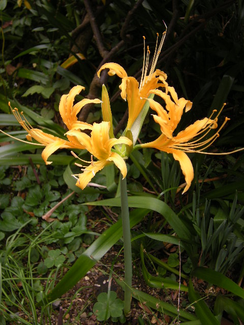 �������̖݂�