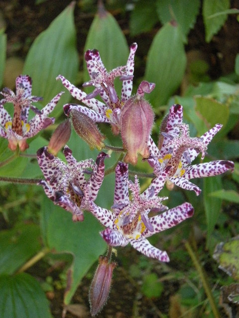 �������̖݂�