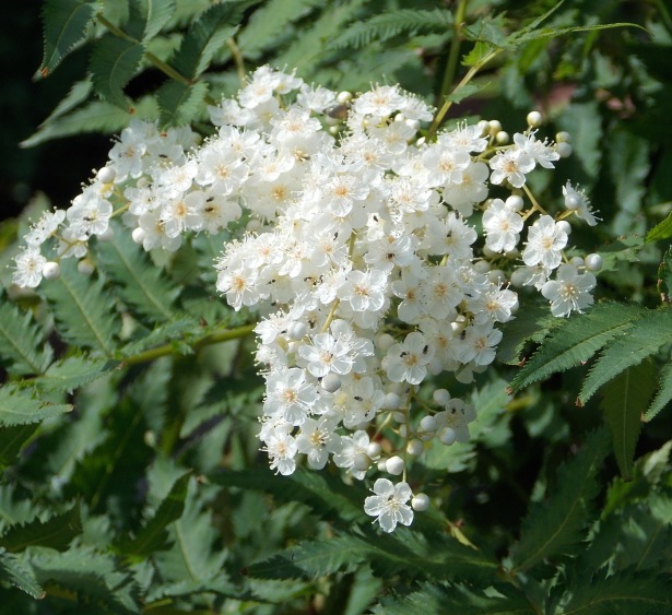 �������̖݂�