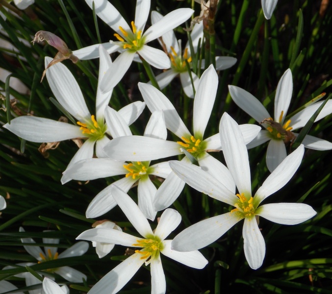 �������̖݂�