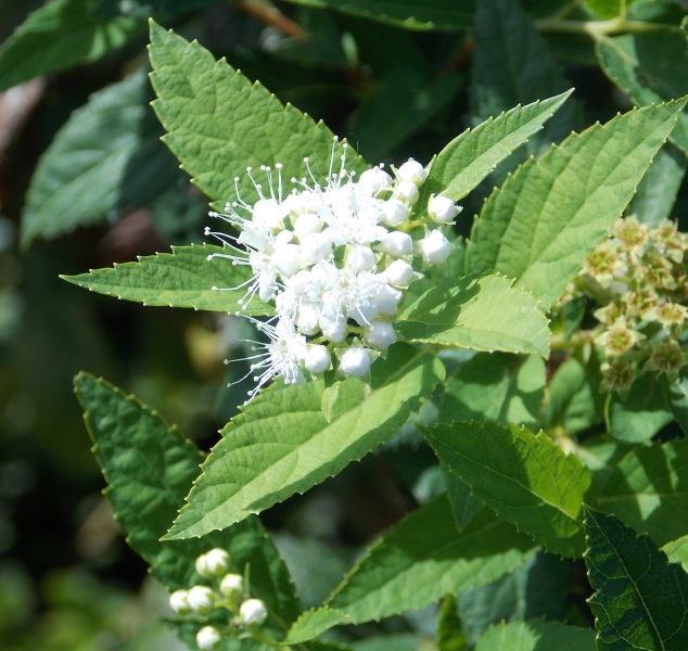 �������̖݂�