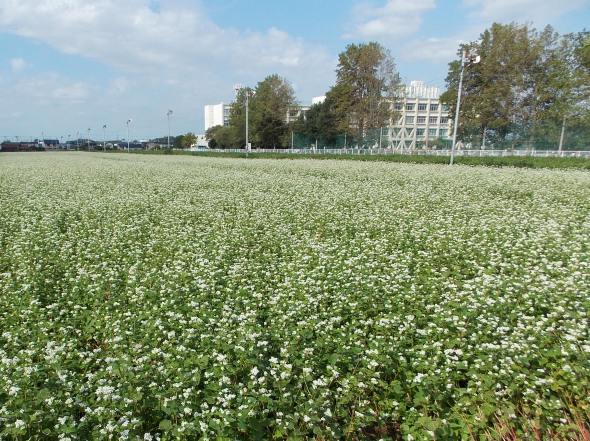 �������̖݂�