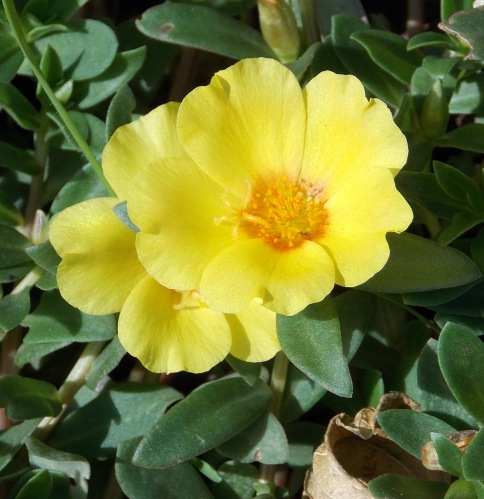 �������̖݂�