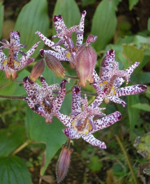 �������̖݂�