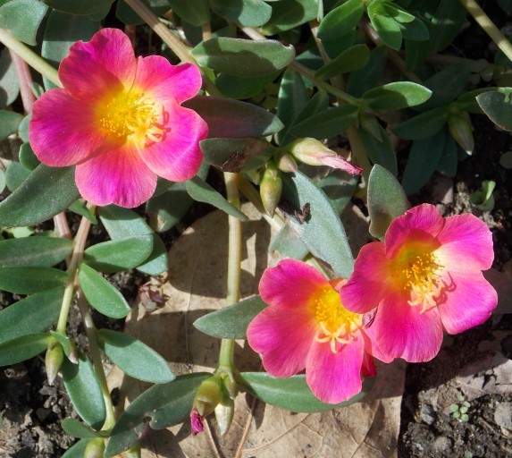 �������̖݂�