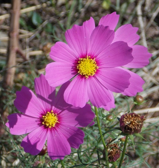 �������̖݂�