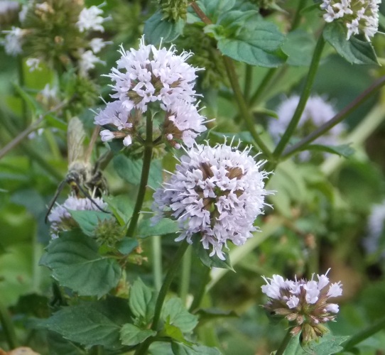 �������̖݂�