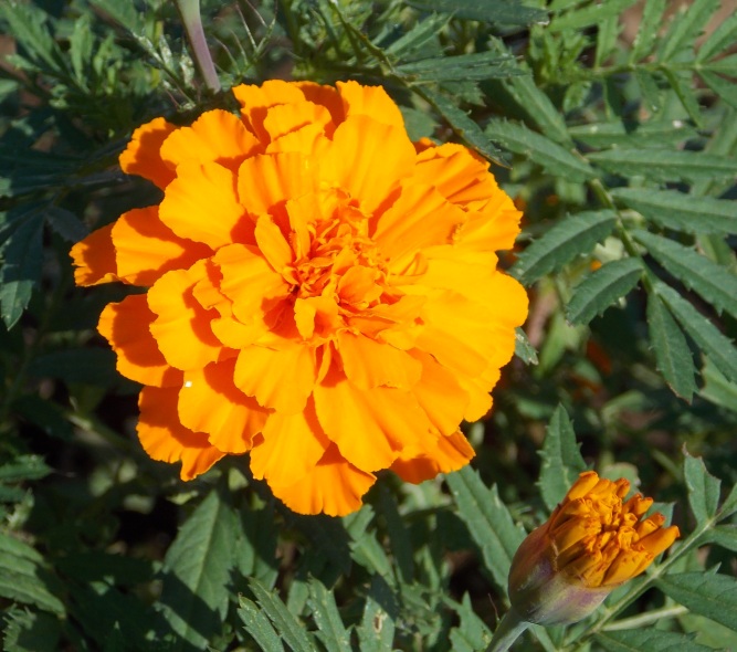 �������̖݂�