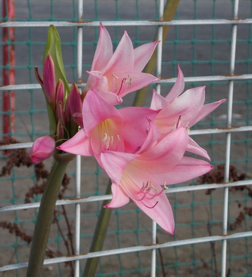 �������̖݂�