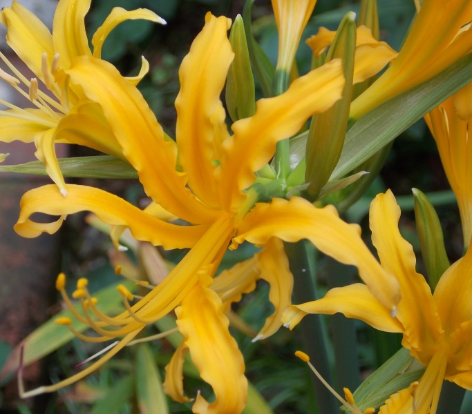 �������̖݂�