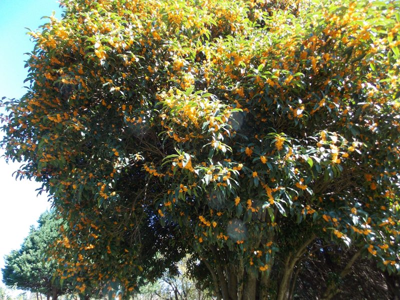 �������̖݂�