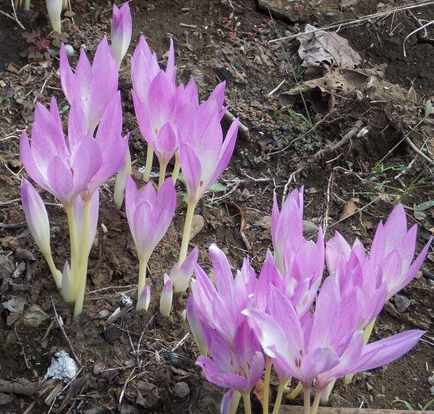 �������̖݂�