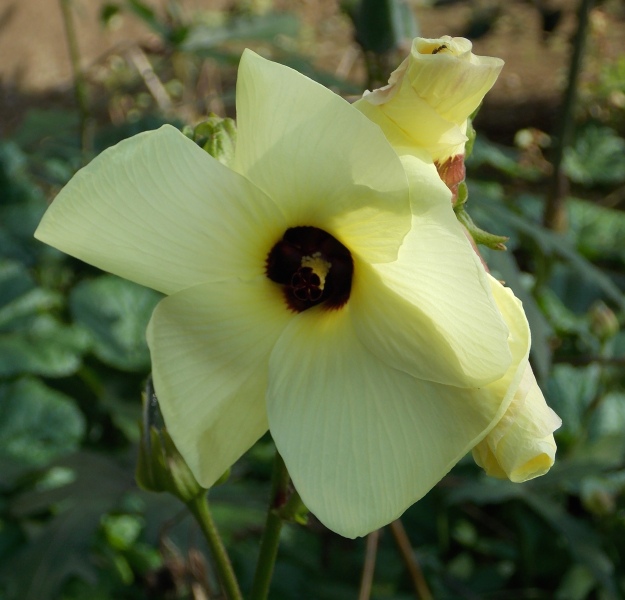 �������̖݂�