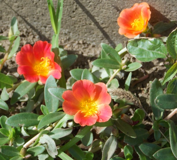 �������̖݂�