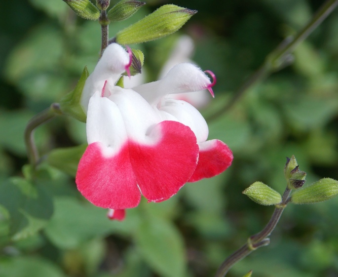 �������̖݂�