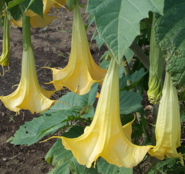 �������̖݂�