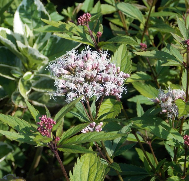 �������̖݂�