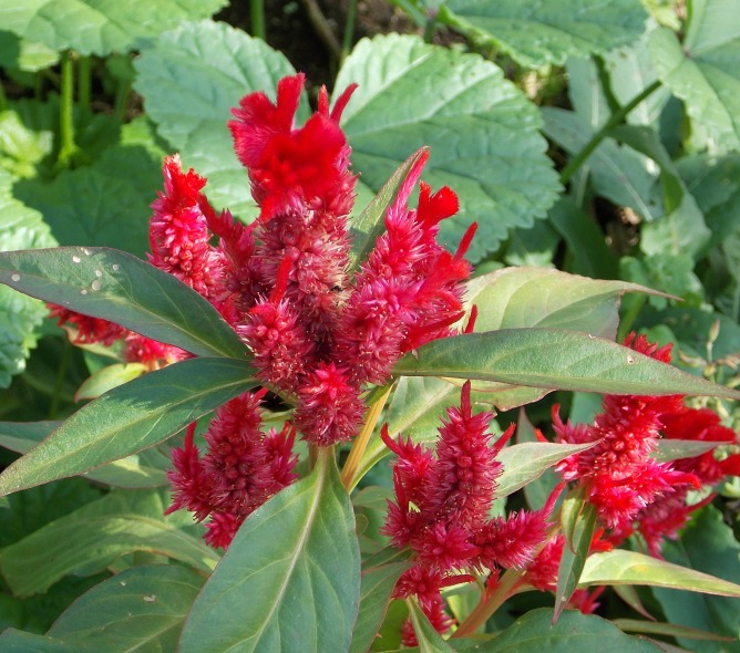 �������̖݂�